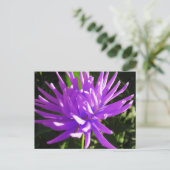 Carte Postale Dahlia violette (Debout devant)