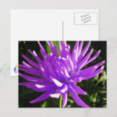Carte Postale Dahlia violette (Devant / Derrière)