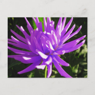 Carte Postale Dahlia violette