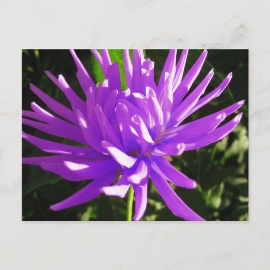 Carte Postale Dahlia violette (Devant)