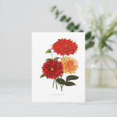 Carte Postale Dahlias (Debout devant)