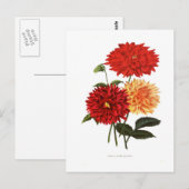 Carte Postale Dahlias (Devant / Derrière)