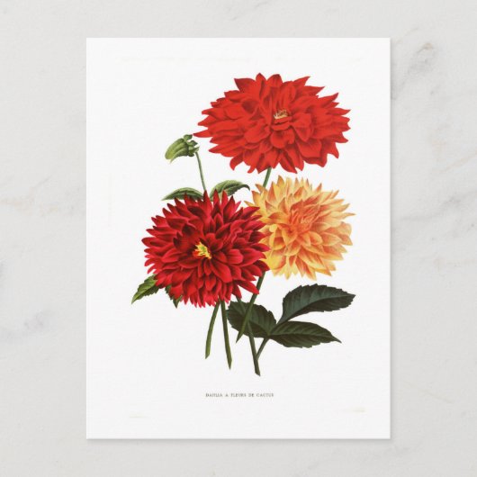 Carte Postale Dahlias (Devant)