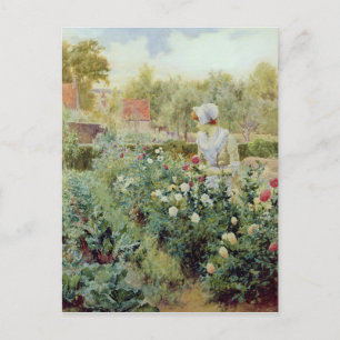 Carte Postale Dahlias, 1896