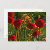 Carte Postale Dahlias, dahlia farm, Canby, Oregon, États-Unis 3 (Devant / Derrière)