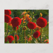 Carte Postale Dahlias, dahlia farm, Canby, Oregon, États-Unis 3 (Devant)