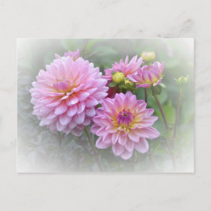 Carte Postale Dahlias roses