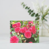 Carte Postale Dahlias roses profonds (Debout devant)