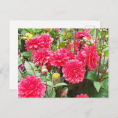 Carte Postale Dahlias roses profonds (Devant / Derrière)