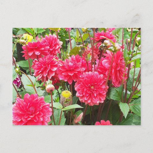 Carte Postale Dahlias roses profonds (Devant)
