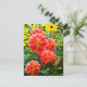 Carte Postale Dahlias rouges (Debout devant)