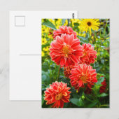 Carte Postale Dahlias rouges (Devant / Derrière)