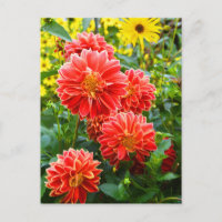 Dahlias rouges