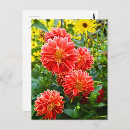 Carte Postale Dahlies rouges (Devant / Derrière)