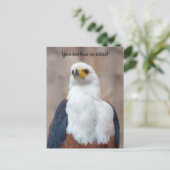 Carte postale d'aigle de pêche africain (Debout devant)