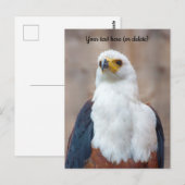 Carte postale d'aigle de pêche africain (Devant / Derrière)