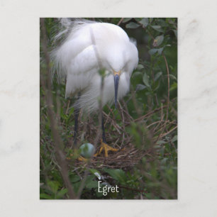 Carte postale d'Aigrette neigeuse avec oeuf