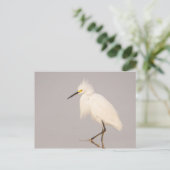 Carte postale d'Aigrette neigeuse marchant (Debout devant)