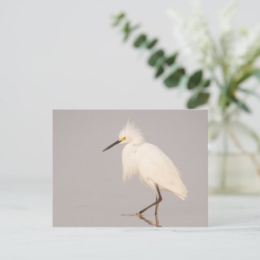 Carte postale d'Aigrette neigeuse marchant (Debout devant)