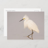 Carte postale d'Aigrette neigeuse marchant (Devant / Derrière)