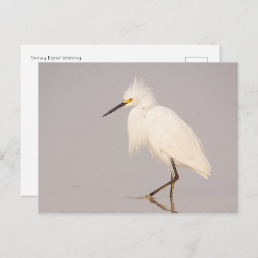 Carte postale d'Aigrette neigeuse marchant (Devant / Derrière)