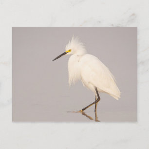 Carte postale d'Aigrette neigeuse marchant