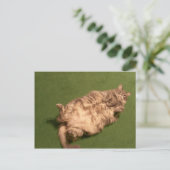 Carte Postale Daily Kitty Yoga de Fille Smoochie (Debout devant)