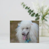 Carte Postale Dainty White Poodle (Debout devant)