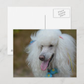 Carte Postale Dainty White Poodle (Devant / Derrière)