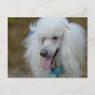 Carte Postale Dainty White Poodle