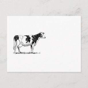 Carte Postale Dairy Cow Holstein Dessin au crayon de Frésie