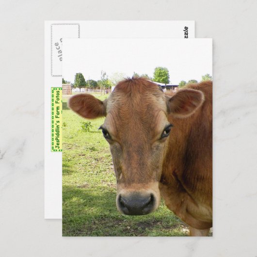 Carte postale Dairy Expert (Devant / Derrière)