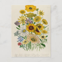 Daisies, assiette 31 de "The Ladies"