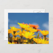 Carte Postale Daisies d'Orange And Yellow (Devant / Derrière)