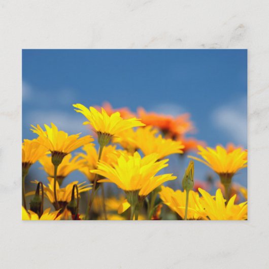 Carte Postale Daisies d'Orange And Yellow (Devant)