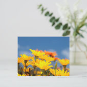 Carte Postale Daisies d'Orange And Yellow (Debout devant)
