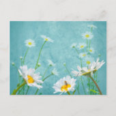 Carte Postale Daisies on a blue background (Devant)