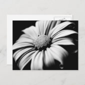 Carte Postale Daisy (Devant / Derrière)