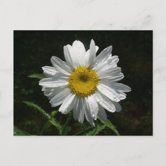 Carte Postale Daisy (Devant)
