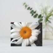 Carte Postale Daisy (Debout devant)