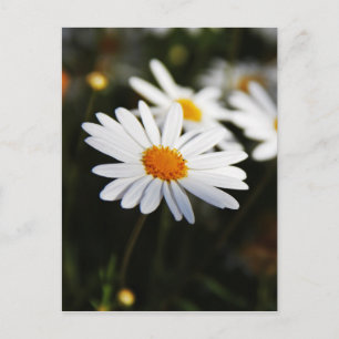Carte Postale Daisy