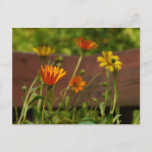 Carte postale Daisy