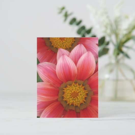 Carte Postale Daisy africain (Debout devant)