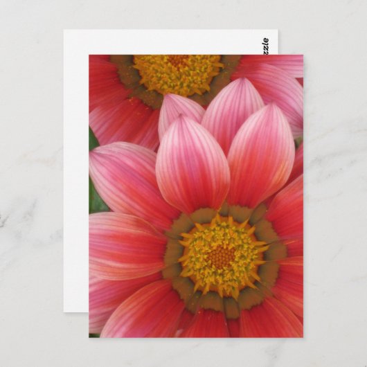 Carte Postale Daisy africain (Devant / Derrière)