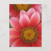 Carte Postale Daisy africain (Devant)