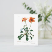 Carte Postale Daisy africain (Debout devant)