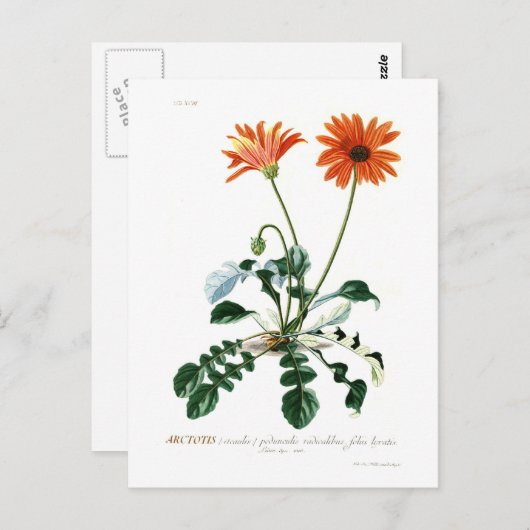 Carte Postale Daisy africain (Devant / Derrière)