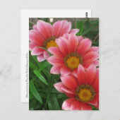 Carte Postale Daisy africain (Devant / Derrière)