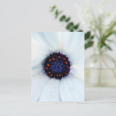 Carte Postale Daisy africain (Debout devant)