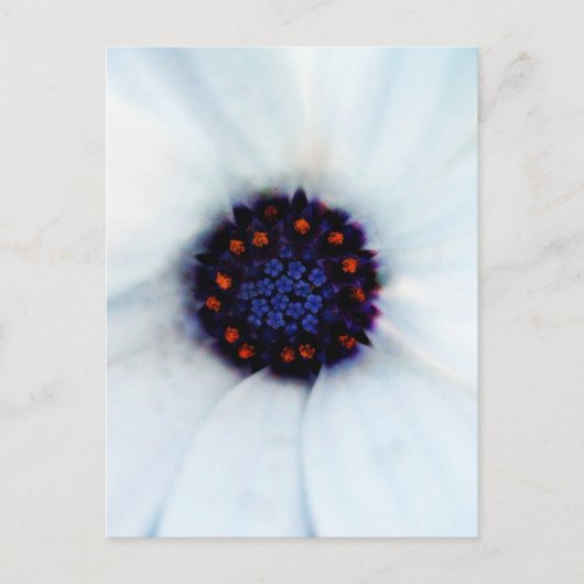Carte Postale Daisy africain (Devant)